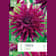 Bulbos de Dahlia 'Orfeo' 1 unidad