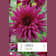Bulbos de Dahlia 'Ambition' 2 unidades