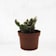 Cactus cristata mix Ø13 cm