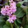Bergenia crassifolia (Hortensia de invierno) Ø13 cm