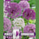 Bulbos de Allium Mix Perfect Combinations Large Ball Blend 15 unidades