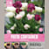 Bulbos de Tulipán Double Mix Pastel Colours Patio 12 unidades