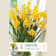 Bulbos de Narcissus tazetta 'Grand Soleil d'Or' 4 unidades