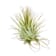 Tillandsia ionantha 5 cm