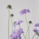 Scabiosa Ø17 cm