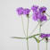 Verbena rigida Ø14 cm