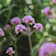 Verbena bonariensis Ø14 cm
