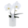 Orquídea Premium Phalaenopsis 'Singolo' blanca 2 varas