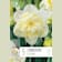 Bulbos de Narcissus 'Ice King' 5 unidades