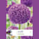 Bulbos de Allium giganteum 'Ambassador' 1 unidad