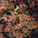 Berberis thunbergii admiration Ø18 cm