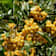 Pyracantha coccinea 'Soleil d‘Or' 10 litros