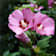 Hibiscus syriacus 'Pink Giant' 60-80 cm