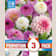 Bulbos de Dahlia decorativa Promotion Pack pastel mix 3 unidades