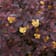 Berberis thunbergii 'Atropurpurea' Ø17 cm