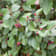 Cotoneaster lucidus Ø28 cm