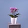 Orquídea Premium Phalaenopsis 'Boquetto Romántico' Ø12 cm
