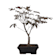 Bonsai. Arce japonés palmeado (Acer palmatum 'Atropurpureum') 9 años
