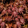 Acer platanoides 'Crimson Sentry' (Arce Noruego 'Crimson Sentry') 45 litros