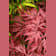 Acer palmatum 'Dissectum garnet' 80 cm