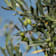 Olivo en Copa (olea europaea) 18 litros