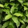 Laurel (Laurus nobilis) 2,5 litros