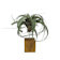Tillandsia xerografica con bloque de madera grande