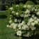 Viburnum odoratissimum 'Lucidum' 35 litros