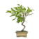 Bonsai Manzano (Malus) 7 años