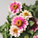Zinnia 'Profusion' Ø13 cm