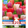 Bulbos de Tulipán Darwin Pastel Colours Mix Promotion Pack 20 unidades