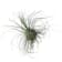 Tillandsia fuchsii f. gracilis 6 cm