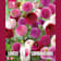 Bulbos de Dahlia pompon Lovely Combinations rosa y morado 3 unidades
