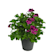 Geranio Pensamiento grandiflorum morado Ø13 cm