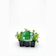 Canónigo - Planta de huerto ØPack 6 uds