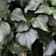 Hedera hibernica (Hiedra de Irlanda) 65 cm