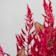 Celosia 'Dragon's Breath' Ø13 cm