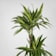 Dracaena fragrans 'Lemon Lime' Ø30 cm