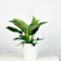 Philodendron erubescens 'Birkin White Wave' Ø14 cm