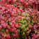 Nandina domestica 'Fire Power' 10 litros