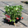 Fresa Delizz - Planta de huerto ØPack 6 uds