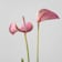 Anthurium 'Joli Pink' Karma® Ø17 cm