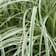 Gramínea Carex 'Feather Falls' Ø17 cm
