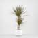 Dracaena marginata 'Bicolor' Ø17 cm