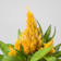 Celosia argentea var. plumosa Ø13 cm