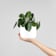 Pilea peperomioides Ø12 cm