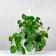 Pilea peperomioides Ø20 cm