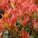 Leucothoe fontanesiana 'Little Flames' 2 litros