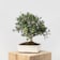 Bonsai Olivo (Olea europaea) 10 años