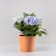 Hortensia de exterior azul (flor temprana) Ø19 cm